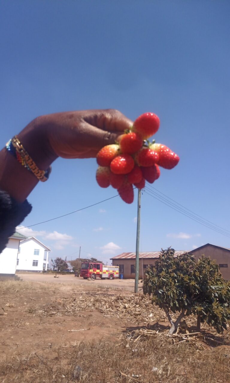 Kwanini tunapima afya ya udongo