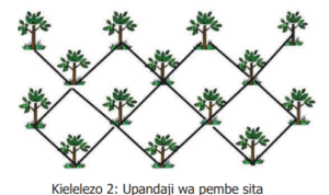 Maandalizi ya Shamba la Parachichi | Mifumo ya upandaji