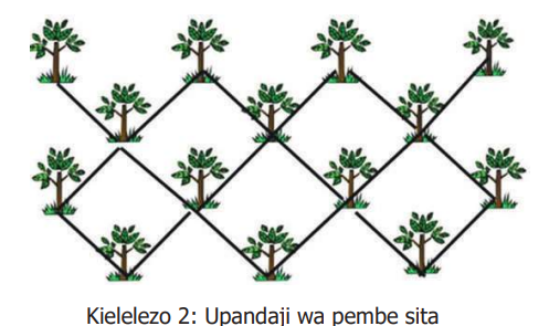 Maandalizi ya Shamba la Parachichi | Mifumo ya upandaji