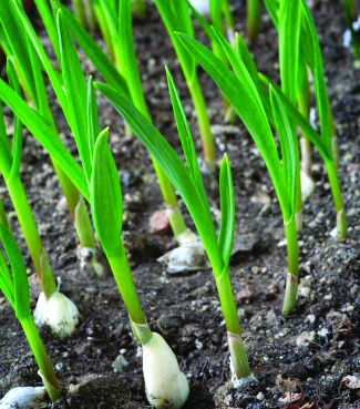 Kilimo cha Vitunguu Swaumu: Jinsi ya kuvuna mamilioni kwenye eneo dogo! 🧄💰