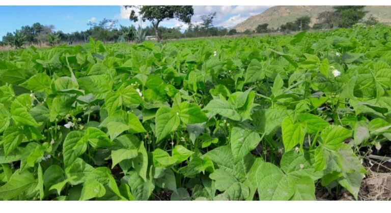 Siri ya Mavuno ya Maharage: Kwa Nini Dawa ya Magugu Ni Bora Kuliko Jembe?