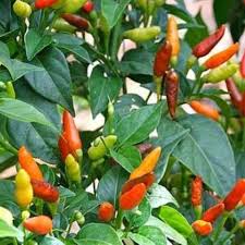 Pilipili Kichaa: Zao Dogo Lenye Faida Kubwa (Jinsi ya Kuanza na Mtaji Mdogo) 🌶️💰