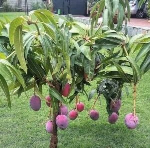 images (12)
